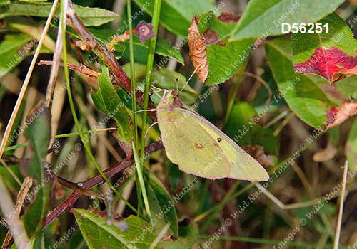 Pink-edged Sulphur (Colias interior)